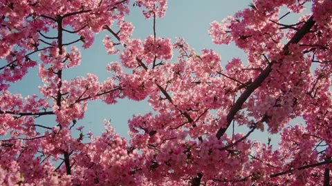 Sakuras, Japan, Bloom, Cherry Tree Stock Footage 308007941