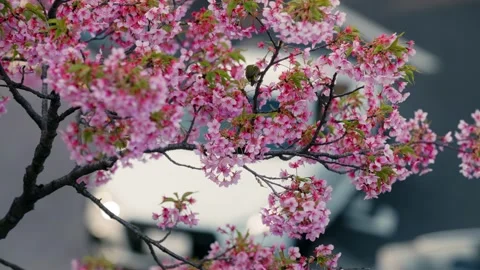 Sakuras, Japan, Bloom, Cherry Tree Stock Footage 308007945