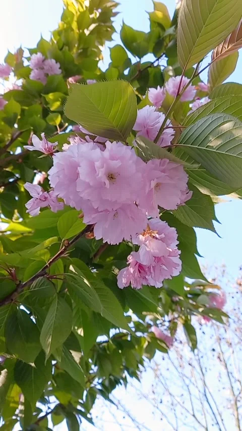Sakurq flowers in spring Stock Footage 263439693
