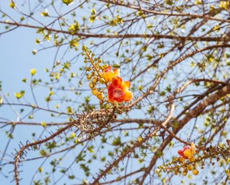 Sal flower and pattern of the tree Stock Photos