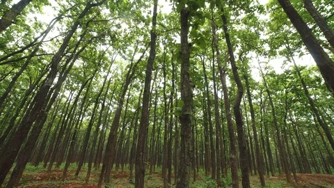 Sal forest in Himalayas Stock Footage 110830021
