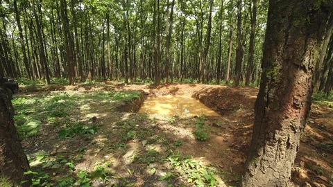 Sal forest in Himalayas Stock Footage 110830827