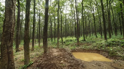 Sal forest in Himalayas Stock Footage 110830980