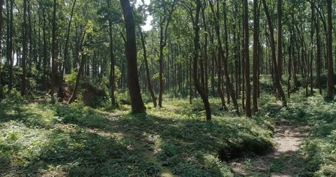 Sal forest, Upper Himalayas Stock Footage 109611518