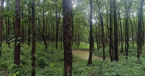 Sal forest is in Upper Himalayas, Видео 109611584