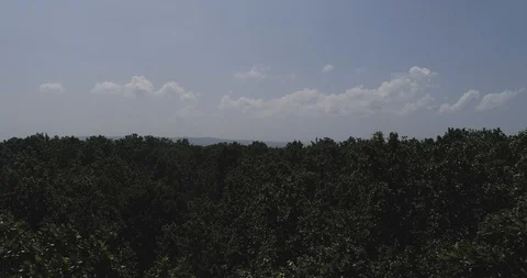 Sal forest in Upper Himalayas Stock Footage 109611650