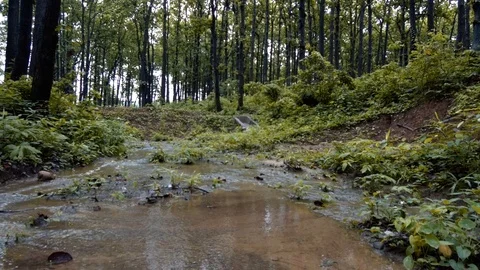 Sal Forest in Upper Himalayas Stock Footage 109611668