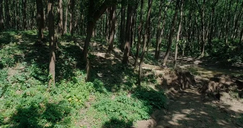 Sal forest, Upper Himalayas Stock Footage 109612412