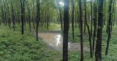 Sal forest ,Upper Himalayas Stock Footage 109613858