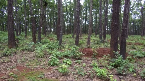 Sal Forest view Video stock 109613643