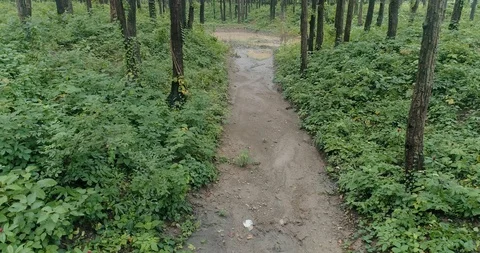 Sal forest,Upper Himalayas, Stock Footage 109613514