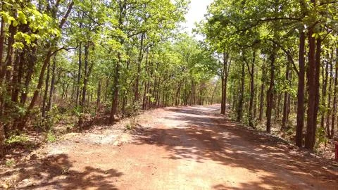 Sal tree forest image Stock Photos