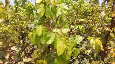 Sal tree leaf images Stock Photos