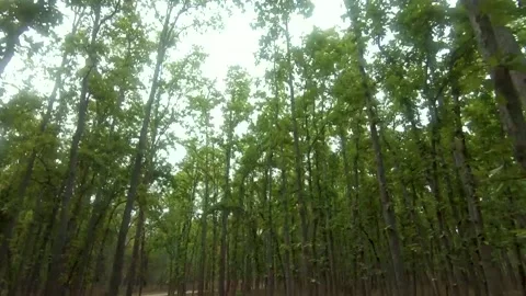 Sal Trees Stock Footage 205272187