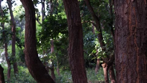 Sal trees, Jungle, Green trees, Nature Stock Footage 222741465