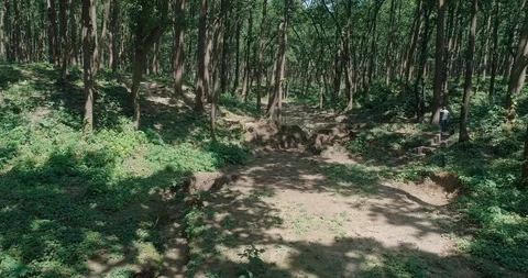 Sal trees,himalayas Stock Footage 109610604