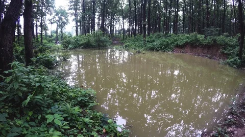 Sal trees,Himalayas, Vidéo 109611649
