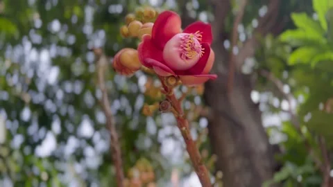 Sala flower 库存影片 235866088