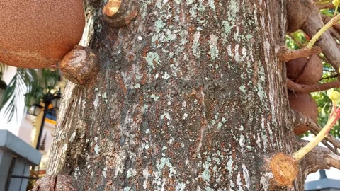 Sala tree and fruit Stock Footage 262434997