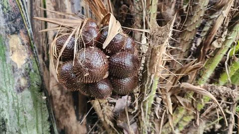 Salacca tree and fruit, Snakefruit - Asia Indonesia Stock Photos