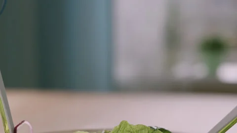 Salad 3 Stock Footage 143154825