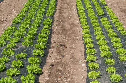 Salad alignment in a field Stock Photos
