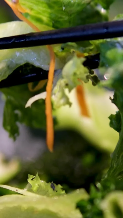 Salad with avocado and red fish Salad shrimp vegetables shrimp salad greens Stock Footage 313746328