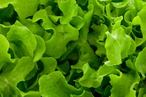 Salad background Stock Photos