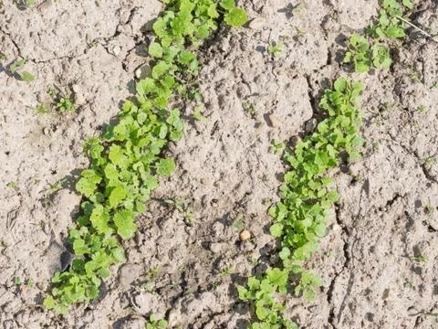 Salad on a bed Stock Photos