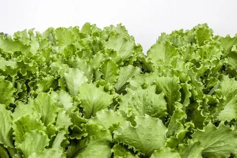 Salad on a bed Stock Photos