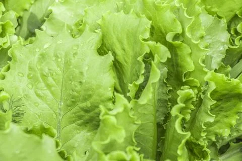 Salad on a bed Stock Photos