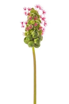 Salad Burnet flower Stock Photos