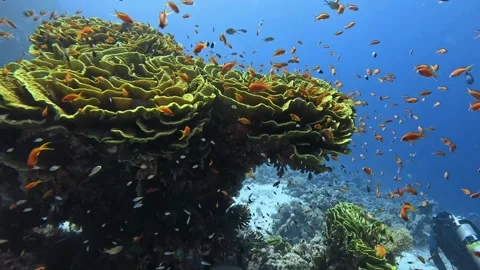 Salad Coral Stock Footage 281720177