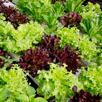 Salad cultivation Stock Photos