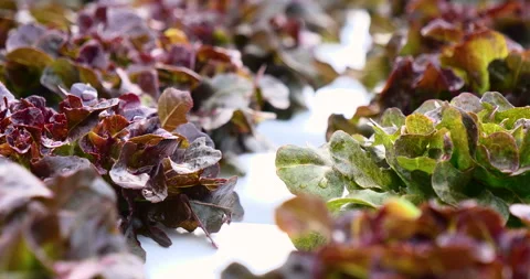 Salad farm vegetable red oak lettuce Stock Footage 254403229