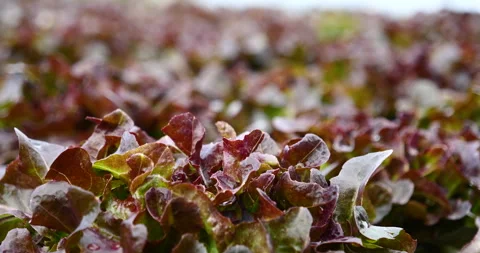 Salad farm vegetable red oak lettuce. Close up fresh organic hydroponic vegetabl Stock Footage 255539882