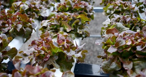 Salad farm vegetable red oak lettuce. Close up fresh organic hydroponic vegetabl Stock Footage 255539950