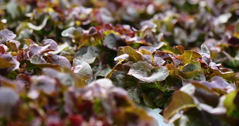 Salad farm vegetable red oak lettuce. Close up fresh organic hydroponic vegetabl Vídeos de archivo 260690410