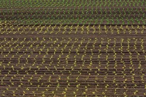 Salad field Stock Photos