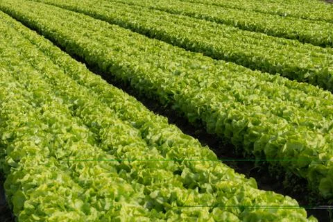 Salad field Stock-Fotos