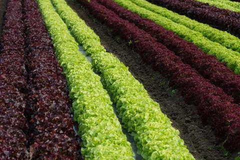 Salad field Foto stock