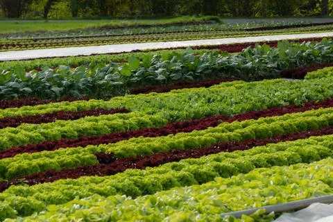 Salad field Stock Photos