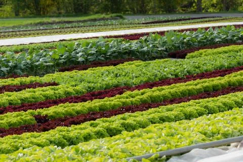 Salad field Stock Photos