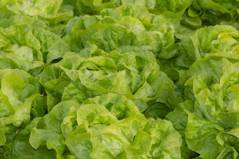 Salad field Foto stock