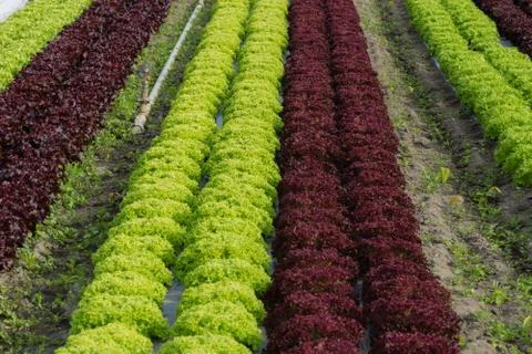Salad field Stock Photos