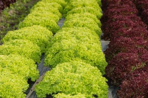 Salad field Stock Photos
