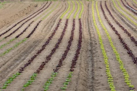 Salad field Stock Photos