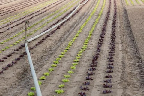 Salad field Foto stock