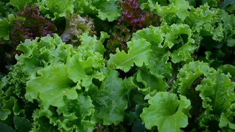 Salad Stock Footage 116022585