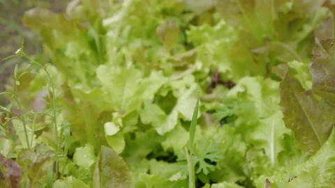 Salad in the garden Stock Footage 136549749